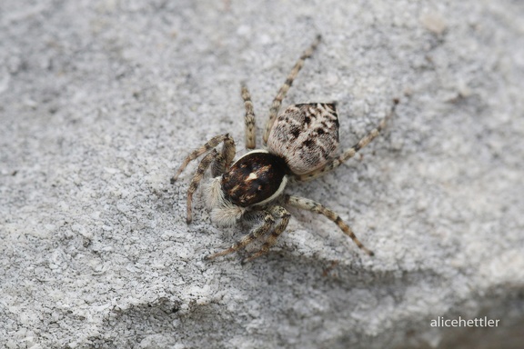 Springspinne (Menemerus semilimbatus)